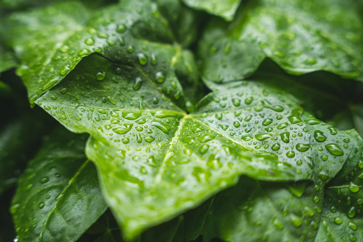 L'été et la saison des pluies : la période que je déconseille