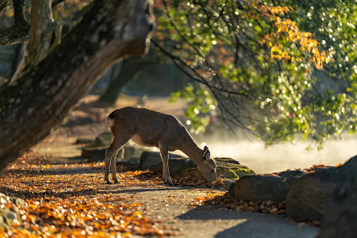 L'automne : la saison que je recommande le plus