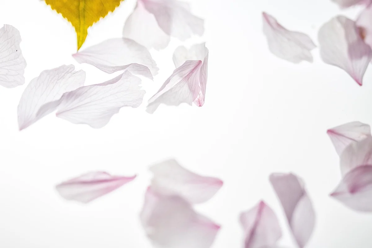 Le printemps et le cerisier : le fantasme et sa réalité