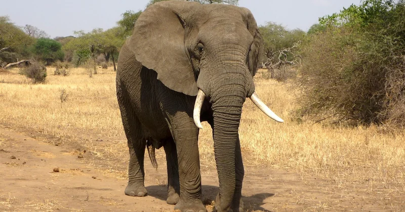 Et si vous habitez déjà en Afrique ou y travaillez ?