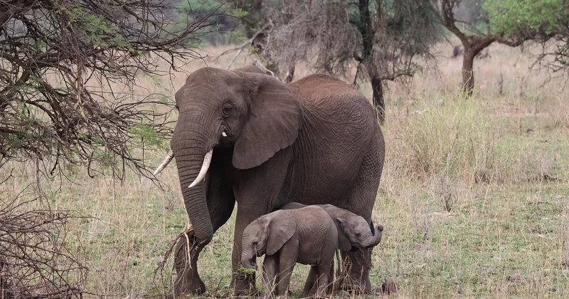 Quel budget pour un safari Tanzanie tout compris ?