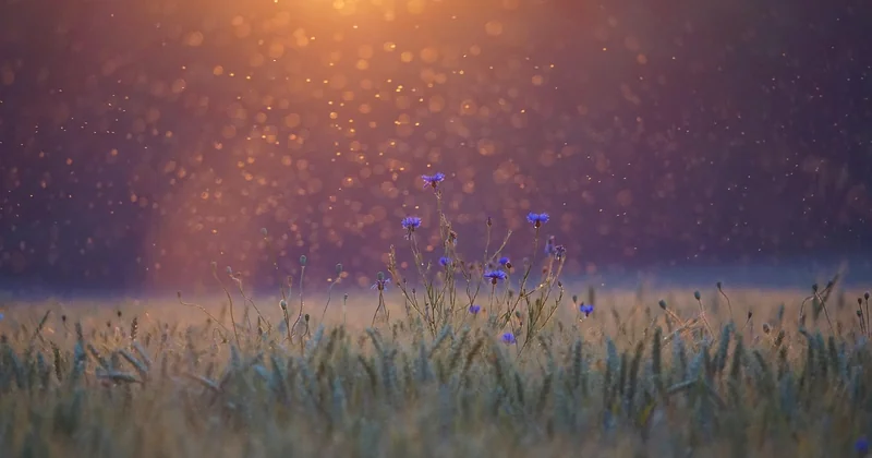 Moucharabiehs et traitement de la lumière : la leçon contemporaine