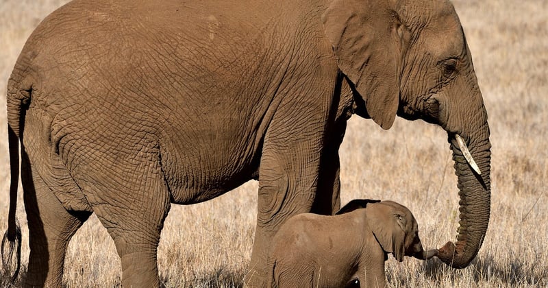 Vivre l’aventure : séjours en lodge au cœur de la brousse africaine
